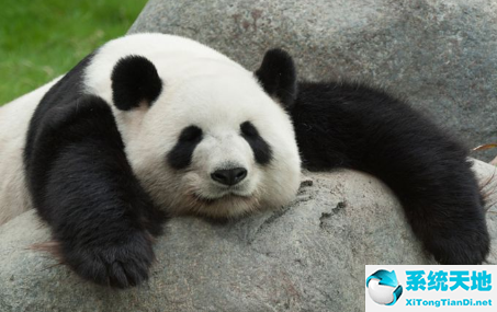 大熊猫认脸app怎么用 大熊猫认脸app使用介绍