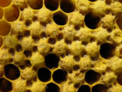 蜂巢是什么形状-蜂巢是什么形状蜂是蜂类