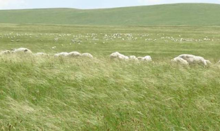风吹草低见牛羊的见是什么意思-风吹草低见牛羊的见是什么意思到草低处